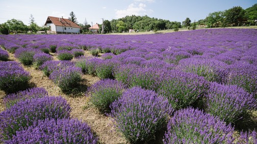 Virágzik a pannonhalmi levendulamező - de vajon hogyan kapcsolódik ez a Nespresso kapszulákhoz?