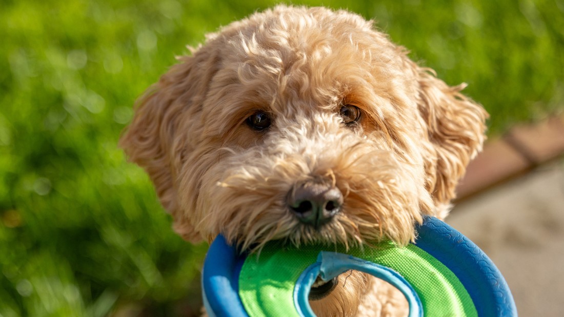 A PetWiseCare alapítójának célja hogy a kisállatok megbízható nevelést kapjanak távollétünkben