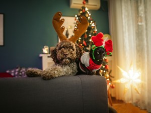 Így nyújtsunk biztonságot szilveszterkor is a házi kedvenceinknek