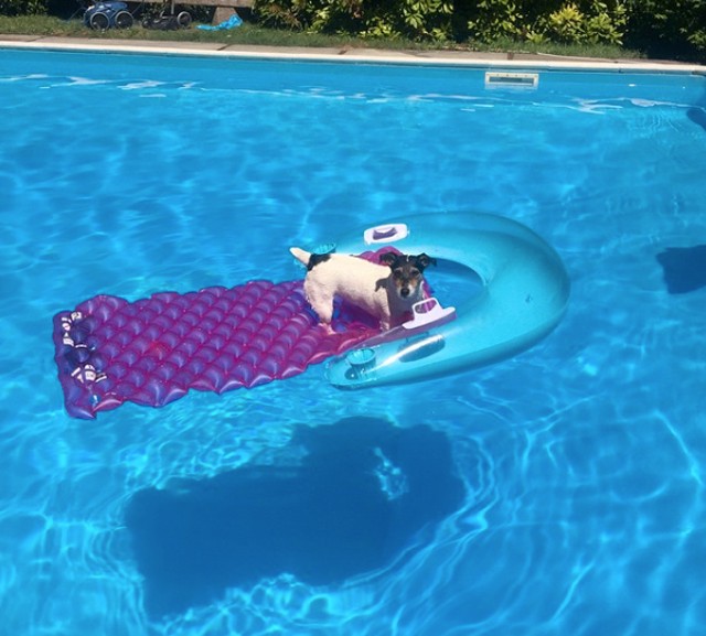 Íme Audrey Versace, az év legdivatosabb kutyusa!