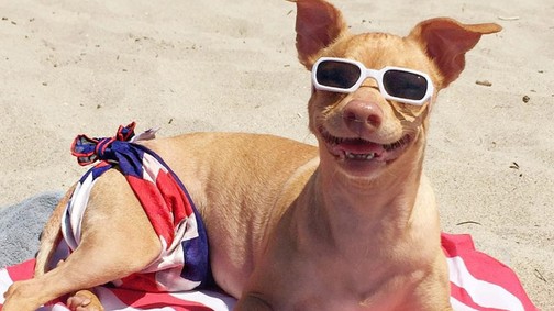 5 cuki kutya, akiket több millióan követnek!