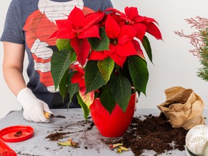 Last-minute ötletek adventi DIY dekorációhoz - egyszerű és varázslatos!