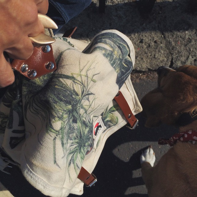 Trendi kutyák, sikkes gazdi