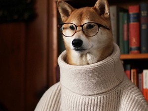 Ha valami cukiságra vágysz: ezek a legédesebb kutyás Instagram oldalak