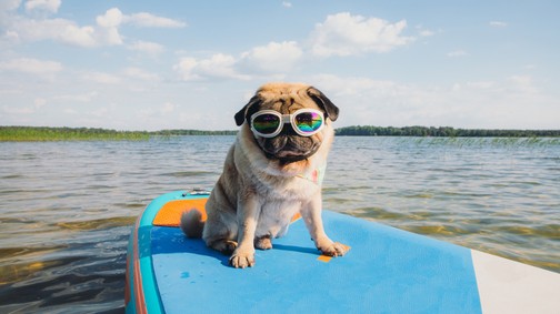 7 csodás hely a Balaton környékén, ahol a kutyádnak is örülnek