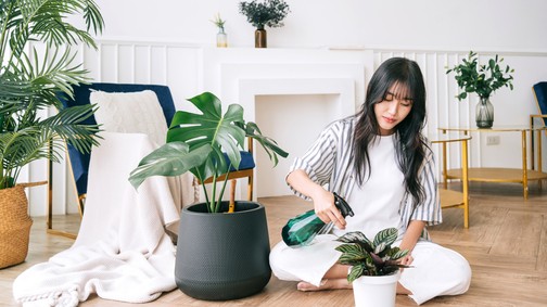 5 szobanövény, ami jót tesz az egészségednek, és eddig fogalmad sem volt róla