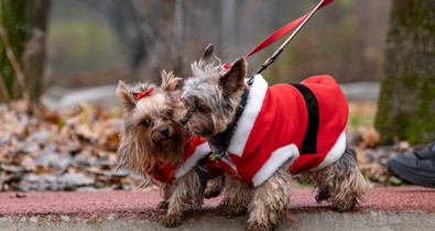 Erre a könyvre minden kutyatulajdonosnak szüksége van, most hétvégén pedig nem is akárhol szerezheted be