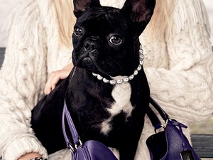 Állati kampányokkal készülnek az őszre