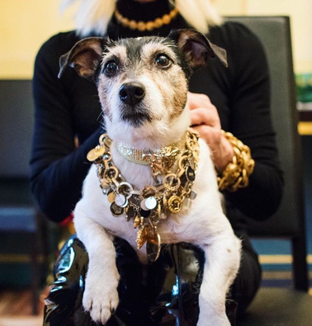 Íme Audrey Versace, az év legdivatosabb kutyusa!