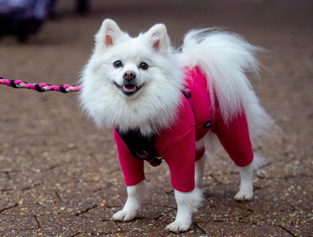 Ha azt gondoltad, kutya divat nem létezik, tévedtél