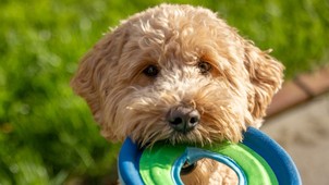 A négylábúak iránti szeretet mindent felülír - Így született a Petwisecare