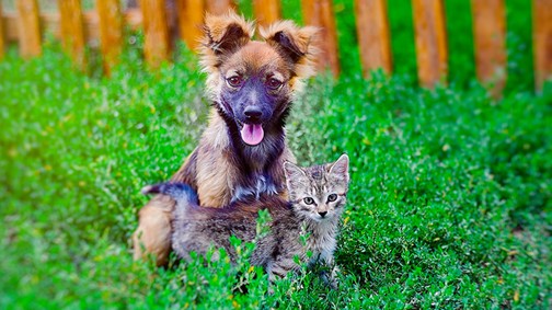 Ne maradj le a jótékonysági divatbemutatóról örökbefogadható kutyákkal a kifutón