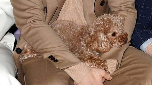 Orlando Bloom kiskutyája ellopta a show-t a milánói divathéten