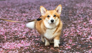 Pici de park: mi az a parklet mozgalom?