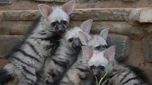 A cibethiéna lesz a kedvenc állatod! A legcukibb!