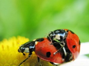 Az ökoszex vajon mi? És hogy csináld?