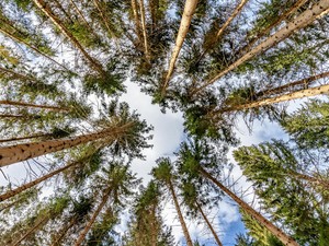 Eltűnhetnek az erdők, mire a gyerekeink felnőnek – és észre sem vesszük