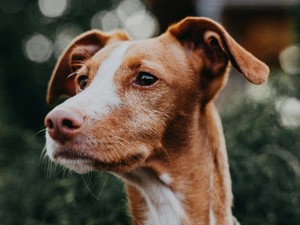 A gondoskodás nem csak simogatás, a kisállat-biztosítás garantálja a kedvenced és a pénztárcád védelmét