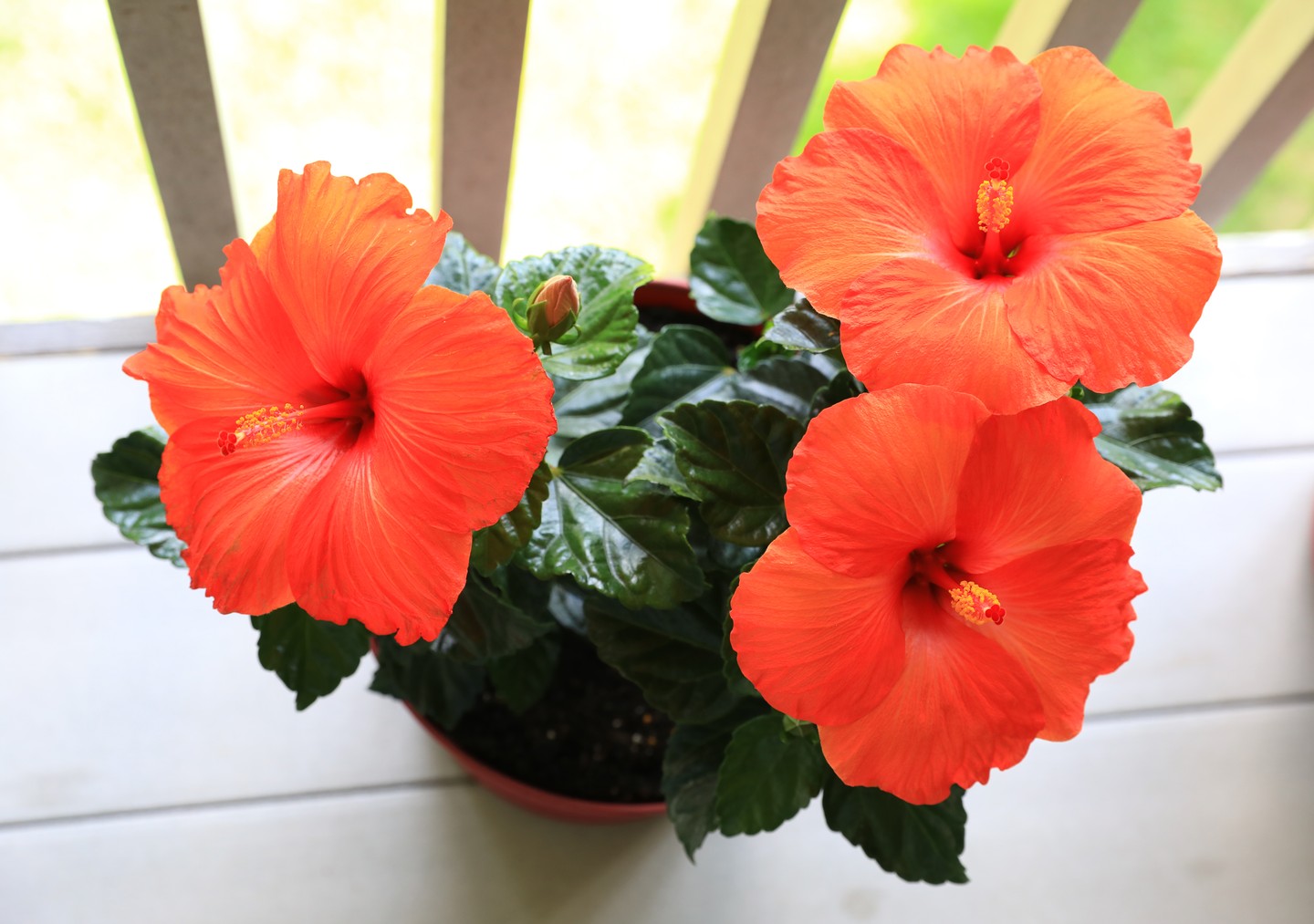  7. Hibiszkusz: Ha valami trópusira vágysz, akkor a hibiszkusz a megfelelő választás! Nagyon gazdag színekben virágzik, így egy szép kiegészítője lehet az erkélyednek. Győződj meg róla, hogy alaposan elolvasod a leírását, ugyanis nagy helyre van szüksége. Kibírja a telet a szobában, de azért figyelni kell rá, mert sok napfényre van szüksége.