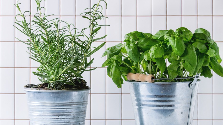 Igazi csodaszer ez a fűszernövény!