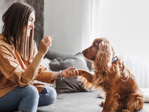 A kutyák jobban hallgatnak a nőkre, és már a tudományos okát is tudjuk
