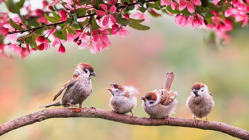 Eddig etetheted tavasszal a madarakat a kertben, hogy ne pusztuljanak el tömegesen a fiókák