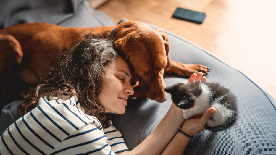Ha ezeket a szakértői utasításokat betartod, nem eshet baja a kisállatodnak