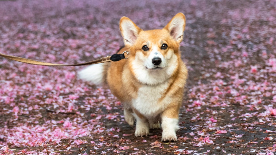 A városi parkok megjelenése a tizenkilencedik század végén kezdődött a gyors urbanizáció hatására, és hamar a kutyások kedvelt tereivé váltak, ahol a négylábúak is szabadon mozoghatnak és közösségi élményeket szerezhetnek.