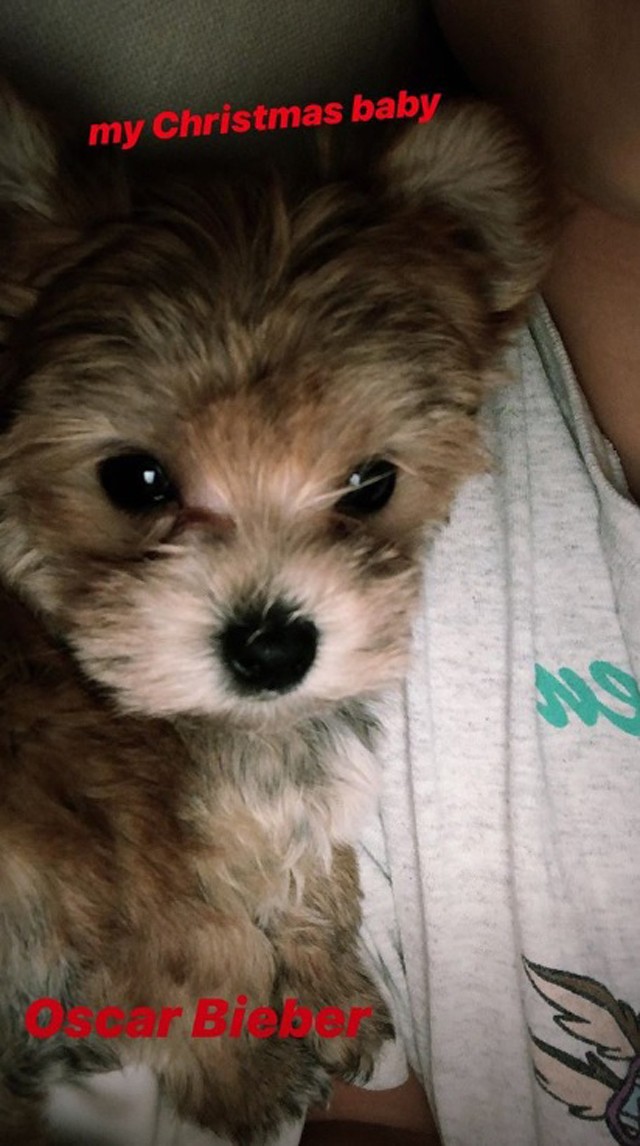 Justin Bieber és Hailey Bieber a legcukibb kiskutyát mentették ki a menhelyről