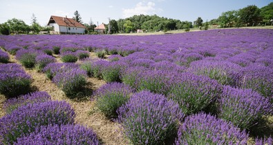 Virágzik a pannonhalmi levendulamező - de vajon hogyan kapcsolódik ez a Nespresso kapszulákhoz?
