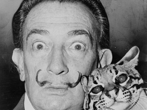 Kutatások kimutatták: a cicás gazdik intelligensebbek