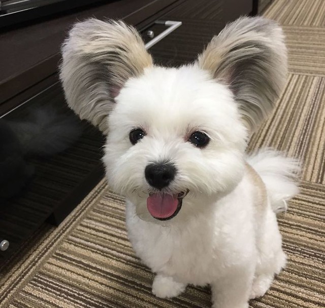 Ez a kutyus olyan, mint Mickey egér! Megőrülnek érte az emberek!