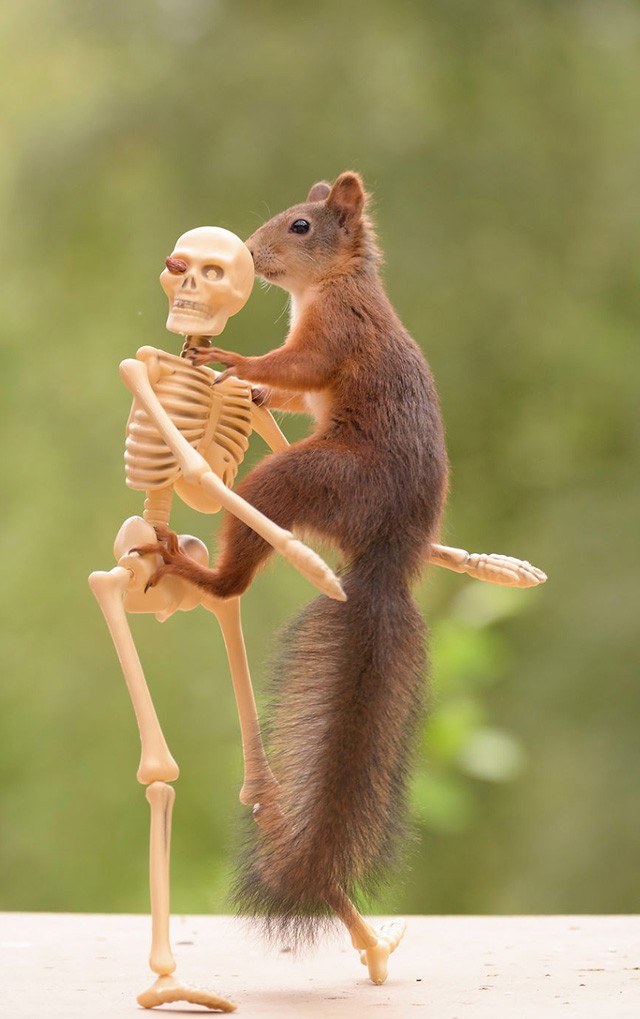 Így lett ebből a mókusból a Trónok harca sztárja!