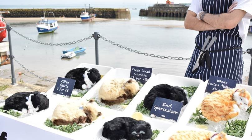 Kiscica filék már 5 fonttól kaphatóak