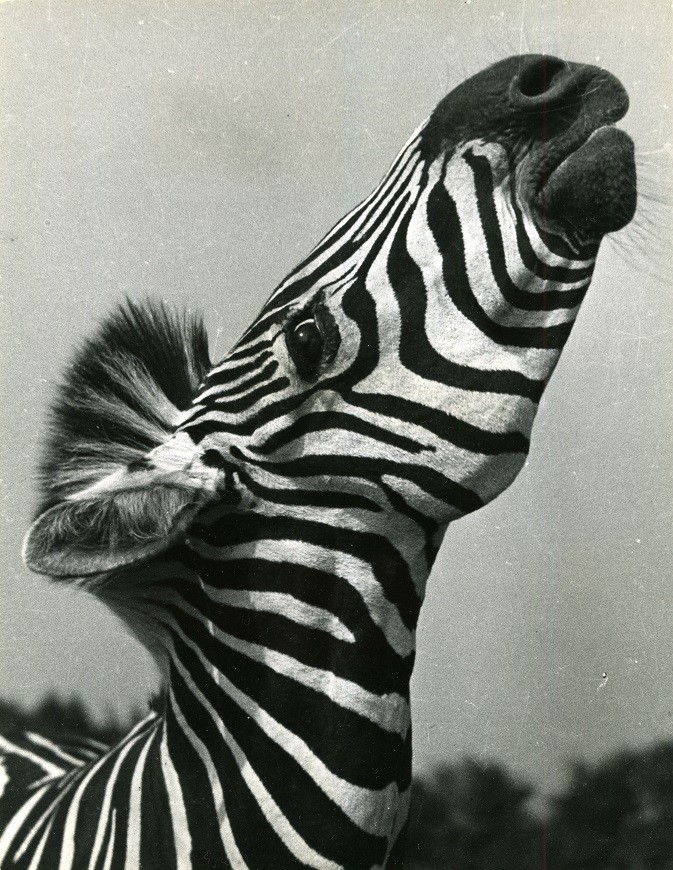 Ylla: Zebra, 1938 körül (kurátor: Pryor Dodge)