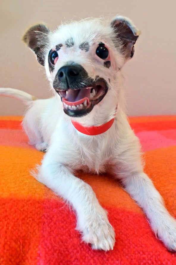 Az égési sebekkel eltorzított fejű kiskutyát, Lisát örökbe fogadták