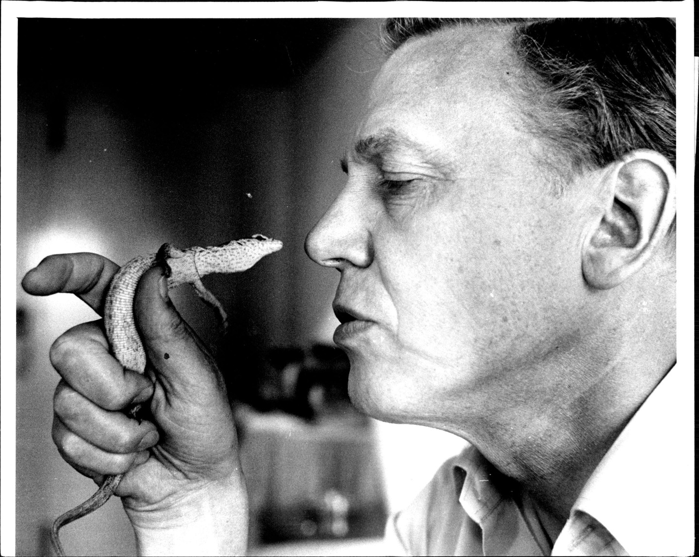 David Attenborough Sydney-ben, egy könyvbemutatója kapcsán épp közelebbről szemügyre vesz egy ausztrál törpe varánuszt 1984-ben