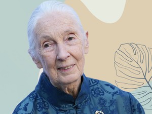 Jane Goodall: „Az emberek talán tudnak rakétát építeni, de nem ettől lesznek okosak. Az állatok sokkal intelligensebbek, mint gondolnák”