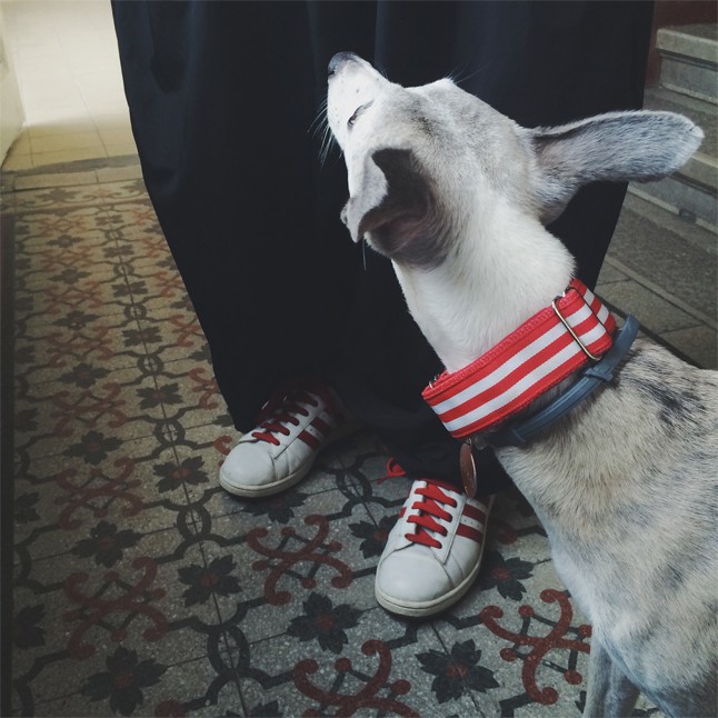 Kutyák = jobb munkamorál