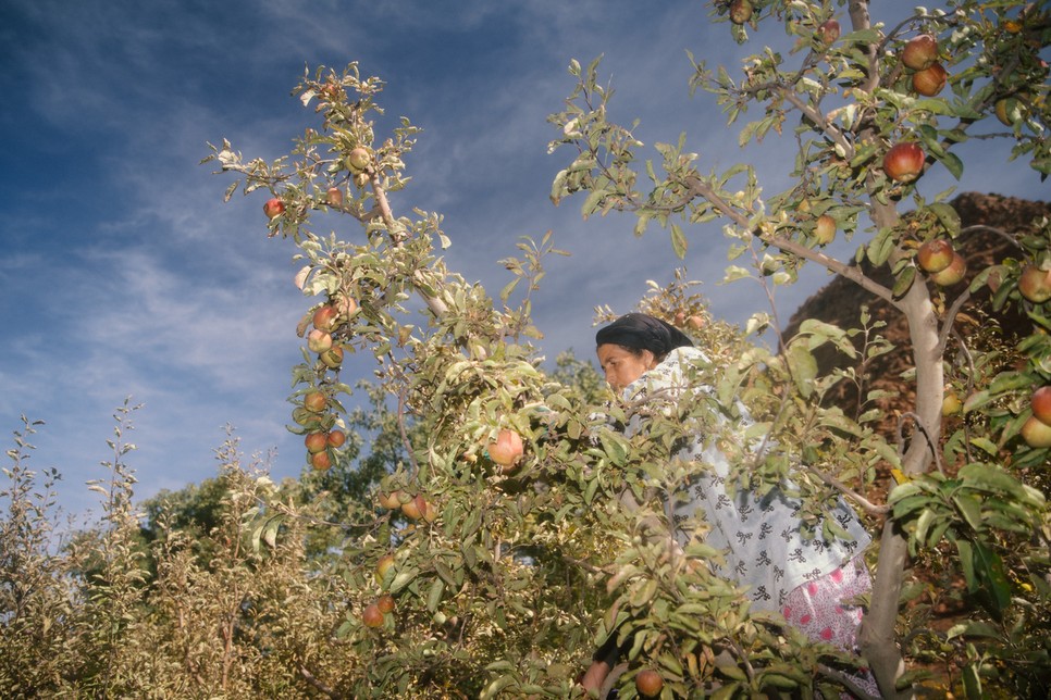 Golden és Gala almák szürete