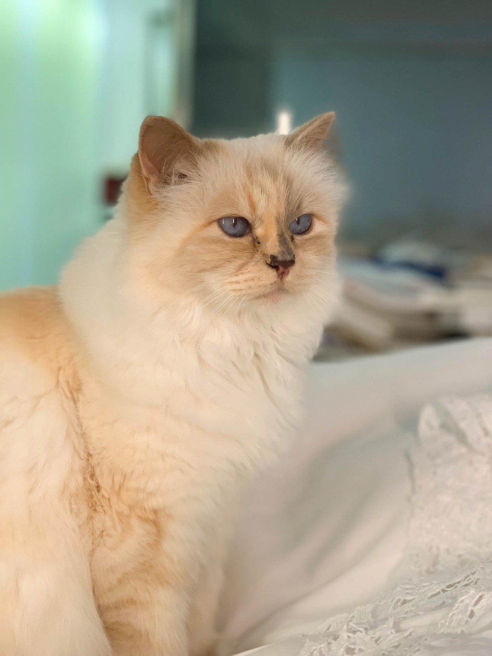 Choupette 2011-ben látta meg a napvilágot, Karl Lagerfeld nagy becsben tartott macskája továbbra is Párizsban él a divatmogul egykori házvezetőjével, Francoise Cacot-val