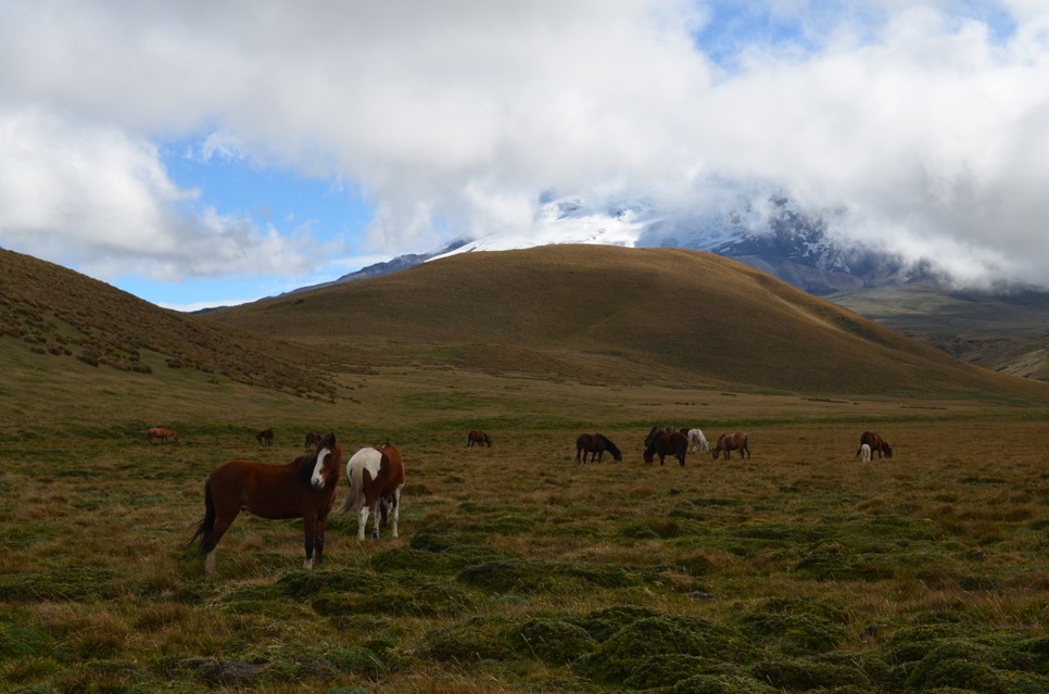 A dél-amerikai táj elvarázsolta a magyar kutatót