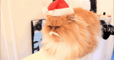 Ünnepi köszöntés helyett: Ezek a macskák a karácsony legnagyobb trolljai!