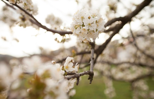 Szupertitkos recept az Anyukám Mondta étteremből: Rákóczi túrós
