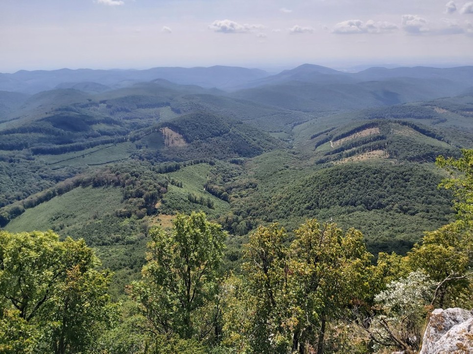 A jövő még rosszabb lehet: vágásterületek védett területen – Bükki Nemzeti Park (Fotó: Gálhidy László, WWF)