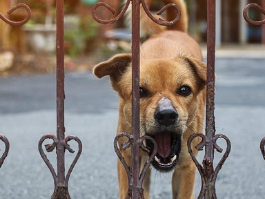 Akár meg is mentheti az életed ez az egyetlen szó, ha kutyatámadás ér