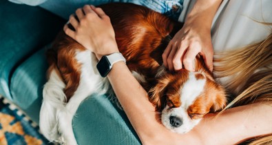Kutyás gazdik és a tökéletes tisztaság? Egy trükk, amivel nem kell választanod a kettő közül