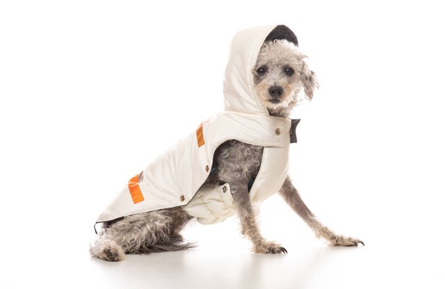 A háromlábú, örökbefogadott kutyus kollekciója még több állat életét mentheti meg