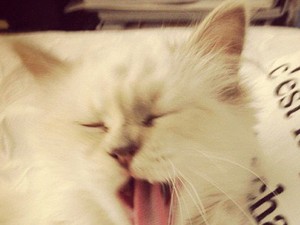 A sztármacska újabb kollekciója imdánivaló