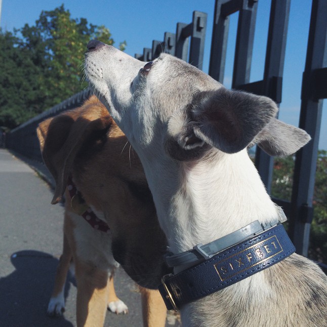 Trendi kutyák, sikkes gazdi